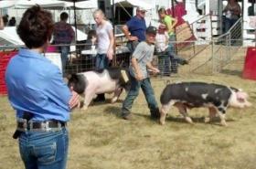 Presenting swine in showmanship.