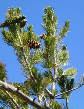 Fir Tree