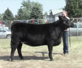 Figure 5. Side profile in beef showmanship.