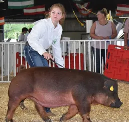 Showing Swine