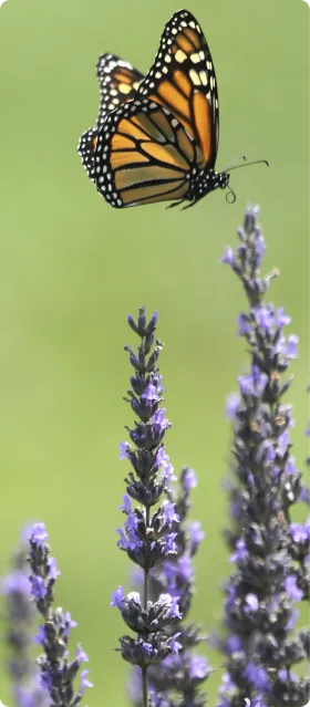 Monarch Butterfly