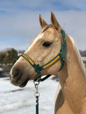 NDSU Bison Strides horse Cutter