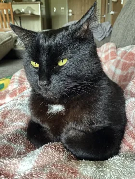 Photo of Savanah's cute black cat laying down on a fuzzy blanket