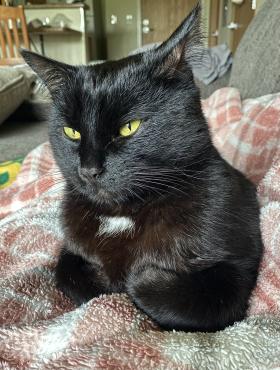 Photo of Savanah's cute black cat laying down on a fuzzy blanket