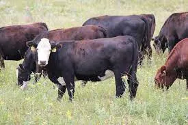 cattle picture