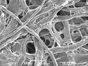 Papers | Electron Microscopy Center | NDSU