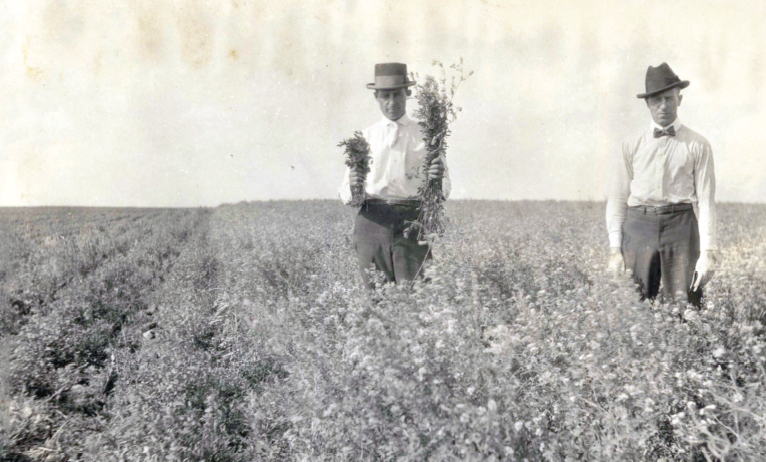 archive photo of alfalfa demonstration