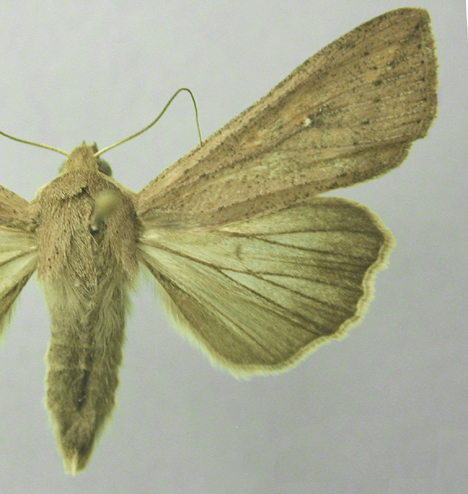 Splitting the leafmining shield-bearer moth genus Antispila Hübner  (Lepidoptera, Heliozelidae): North American species with reduced venation  placed in Aspilanta new genus, with a review of heliozelid morphology