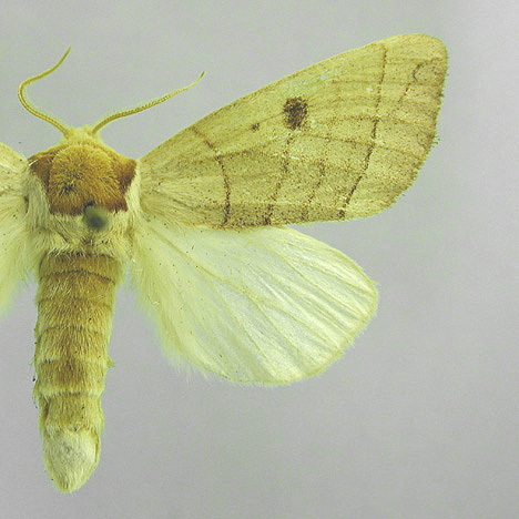 Splitting the leafmining shield-bearer moth genus Antispila Hübner  (Lepidoptera, Heliozelidae): North American species with reduced venation  placed in Aspilanta new genus, with a review of heliozelid morphology