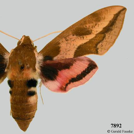 A brand new Hawk Moth — Life in a Southern Forest