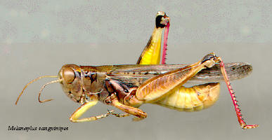 Melanoplus sanguinipes- male, Migratory grasshopper
