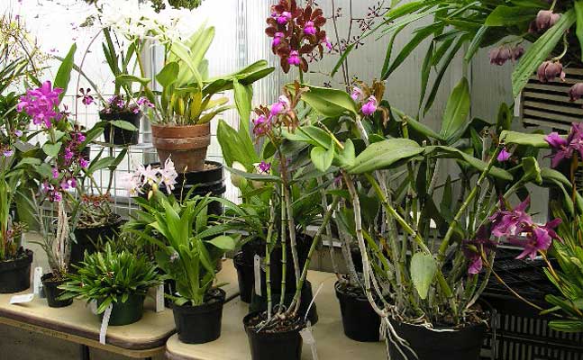 Orchid House