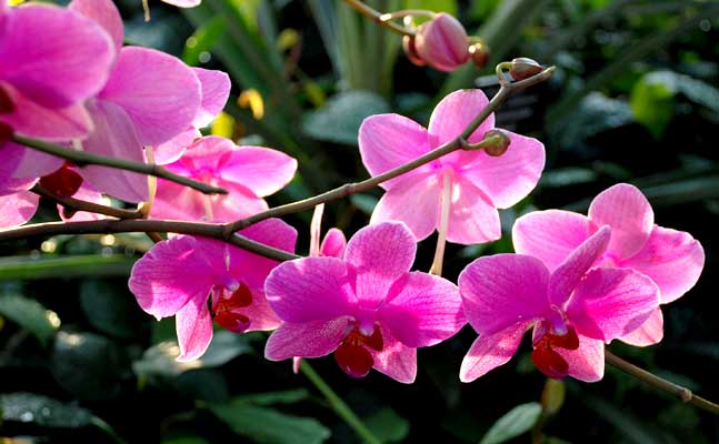 Orchid House2