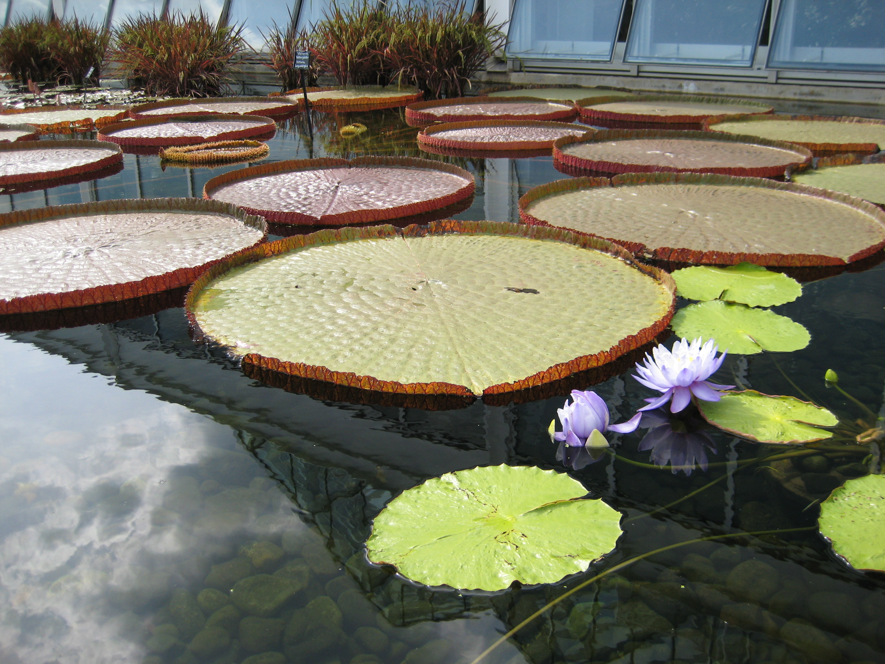 Water Garden