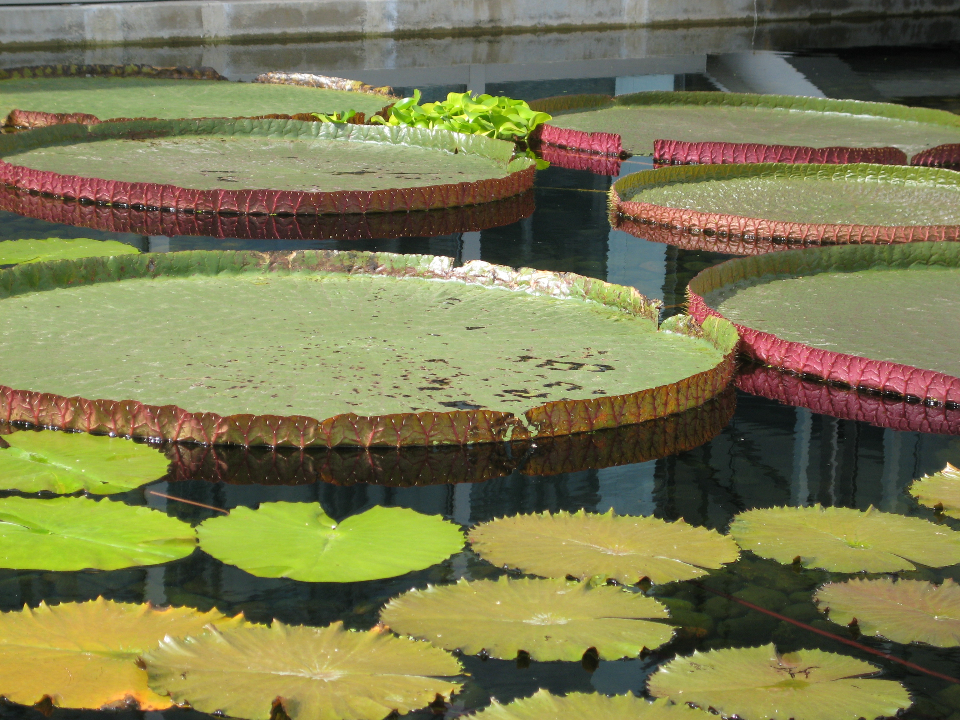 Lily Pads