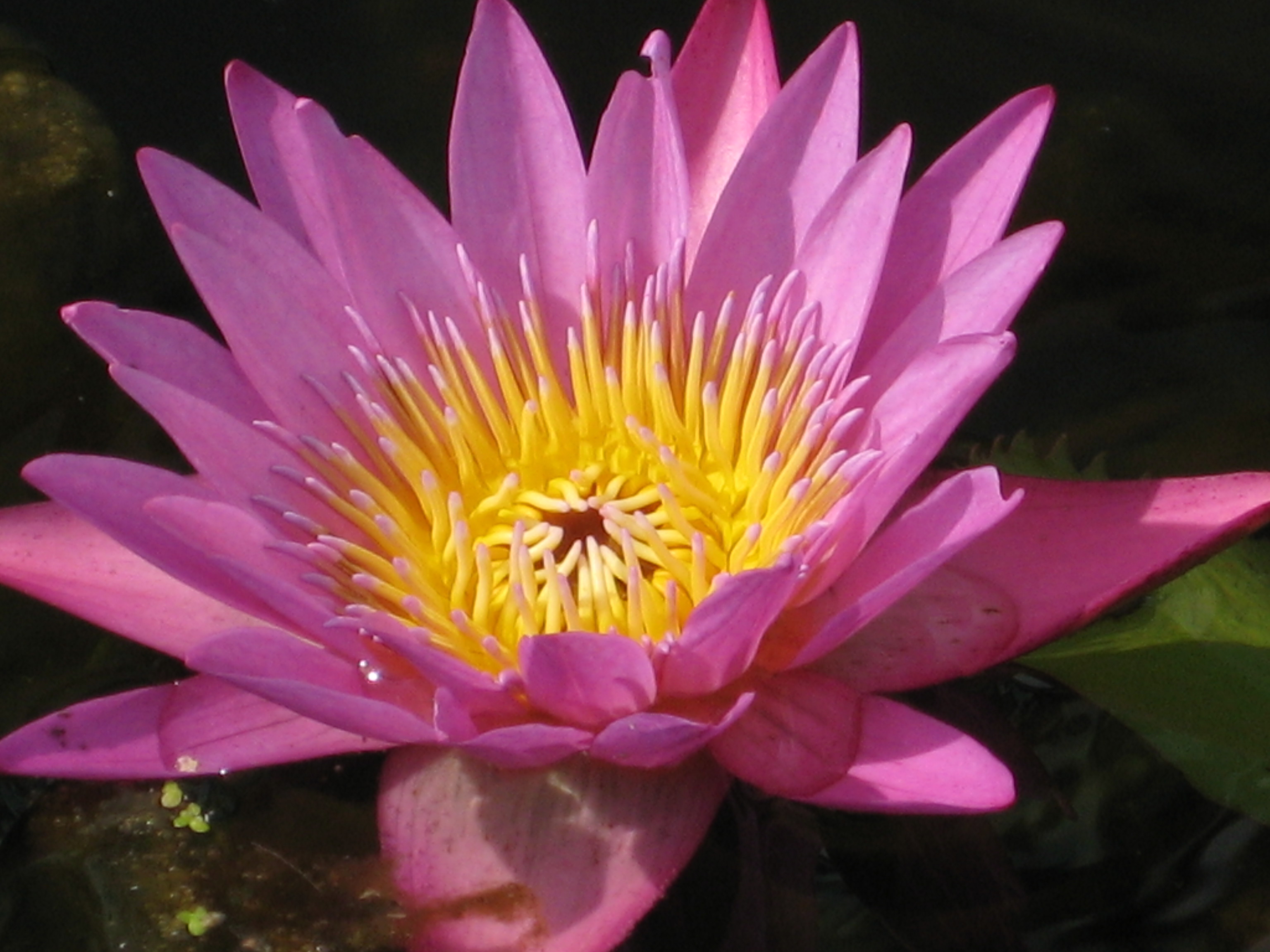 Pink Water Lily