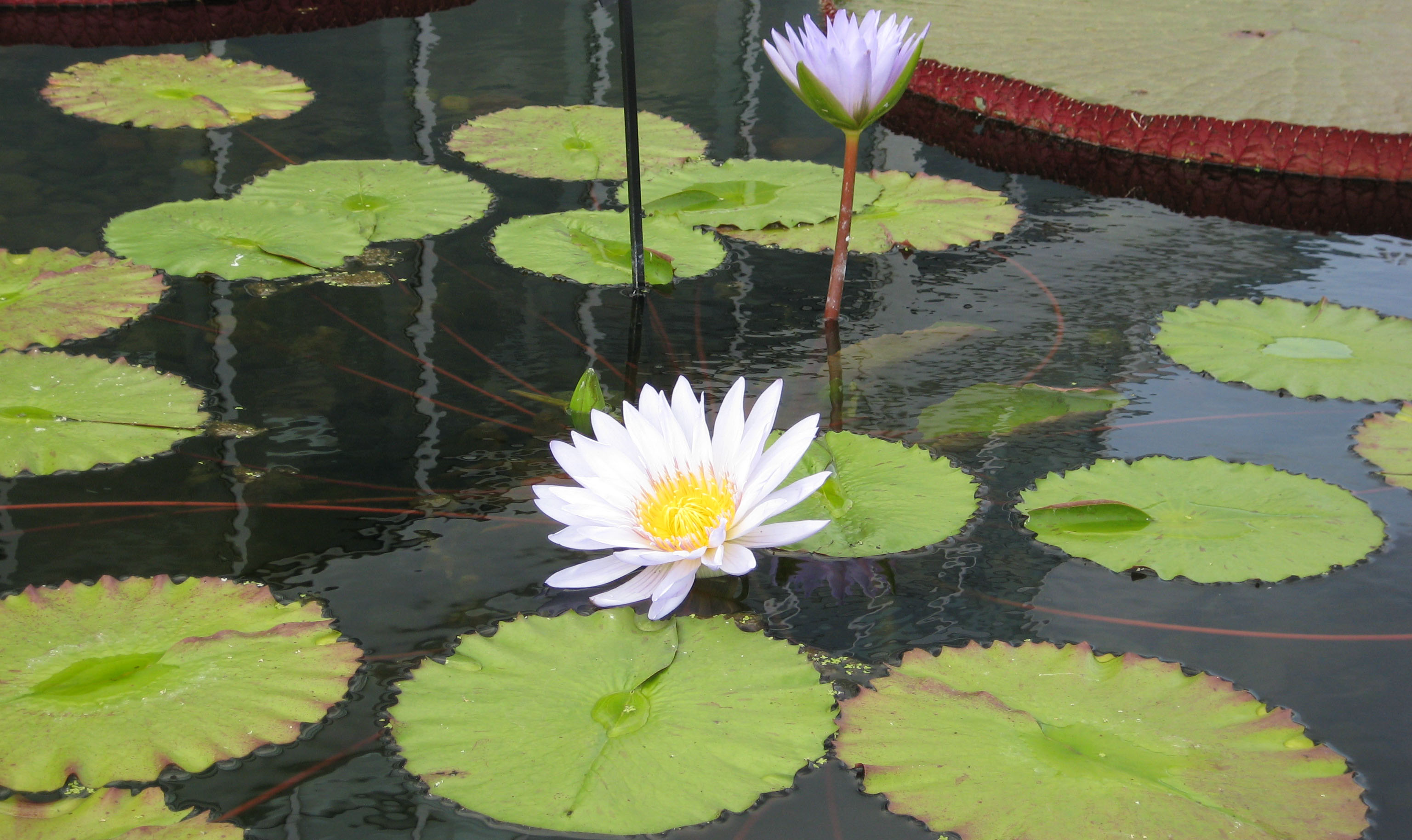 Water Lily