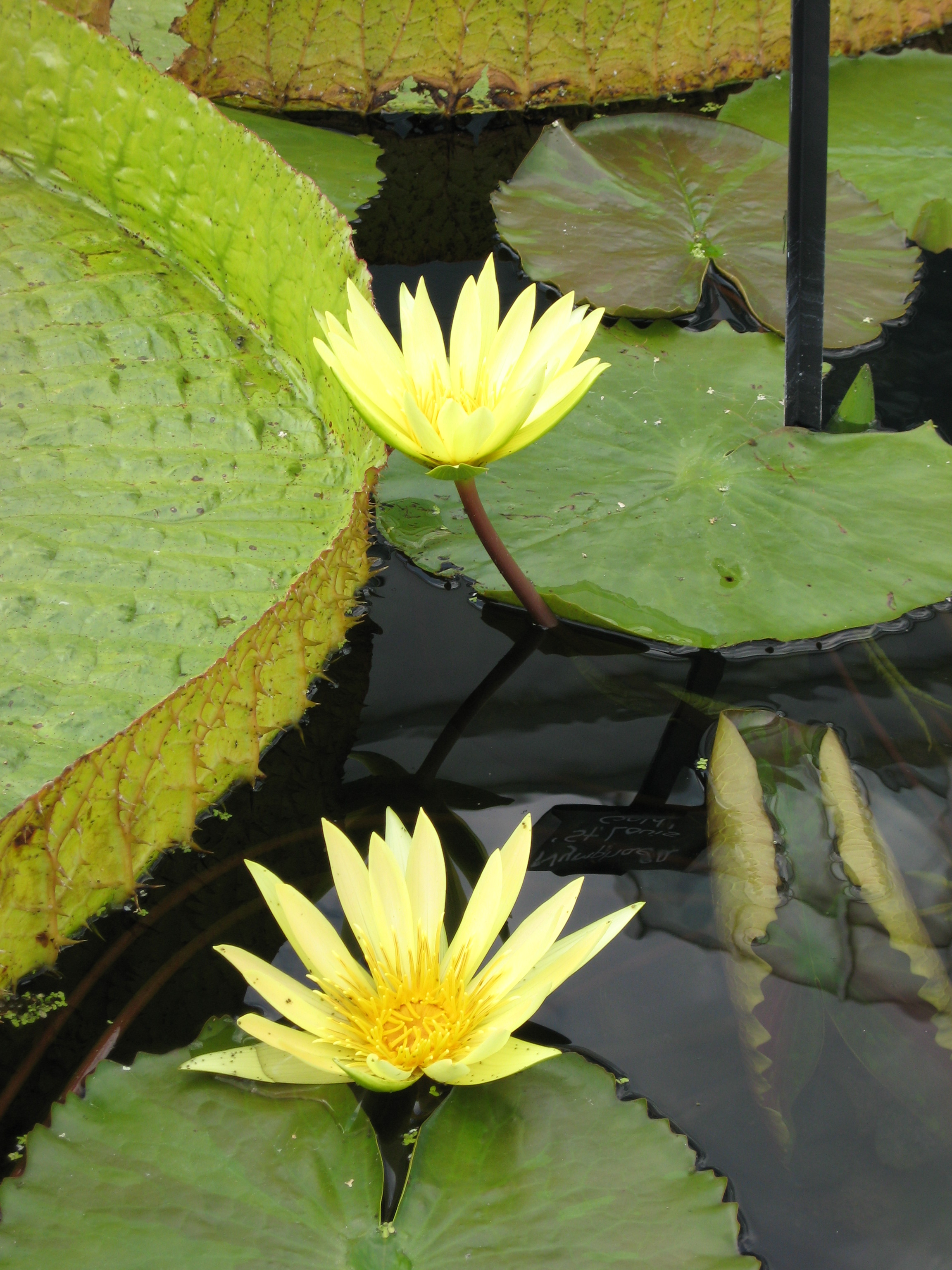 Yellow Water Lily