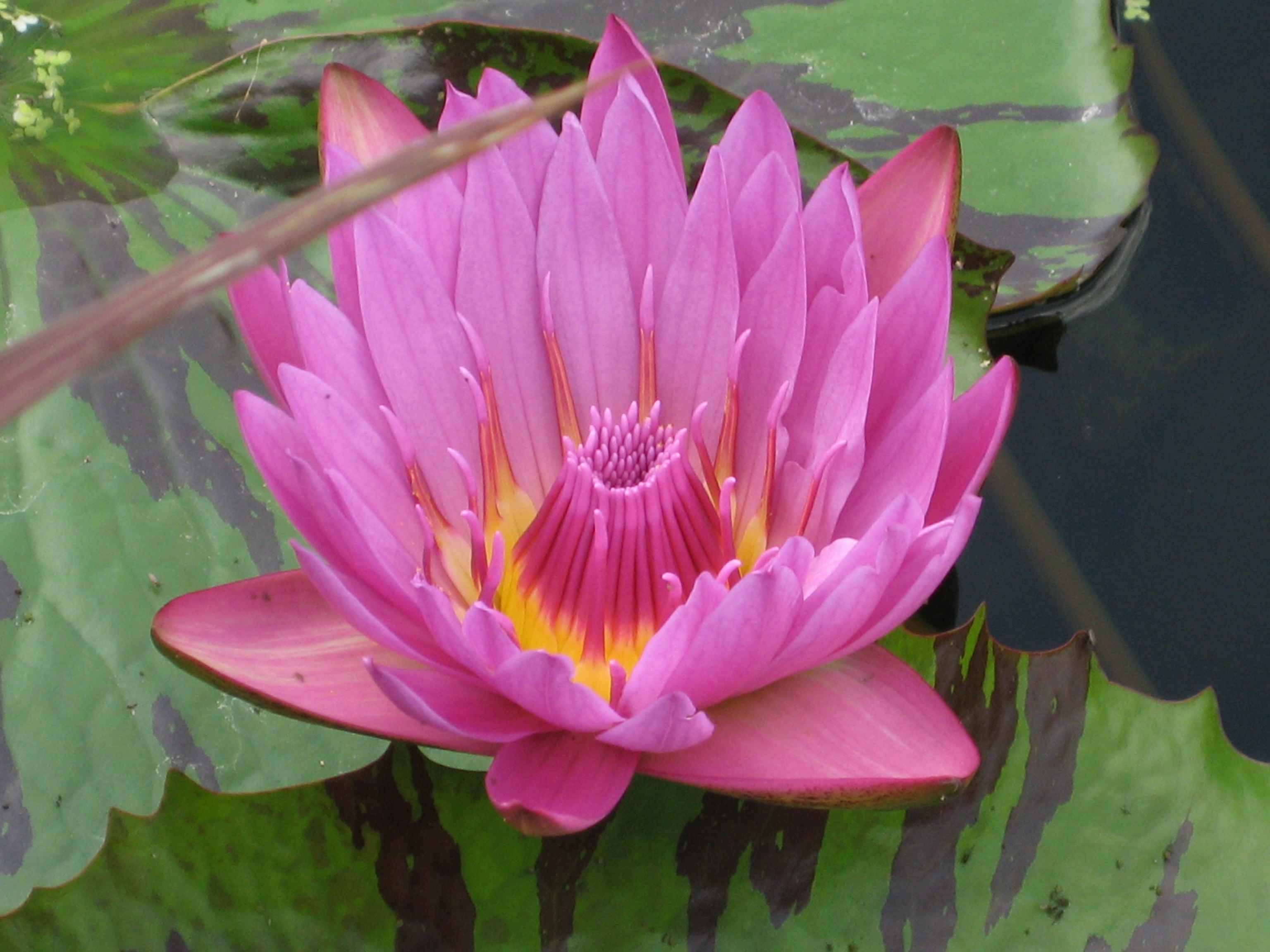 Pink Water Lily