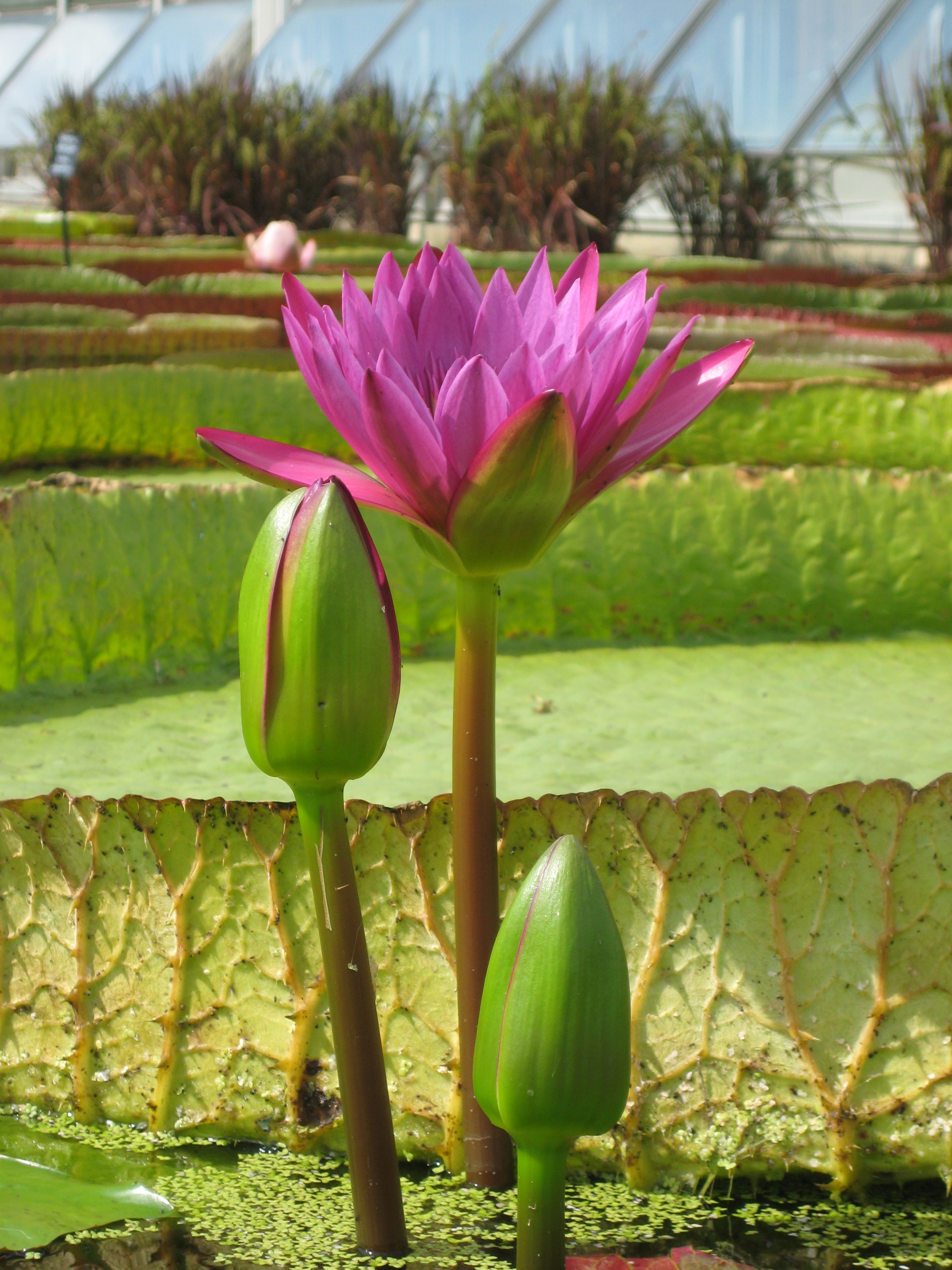 Water Lily