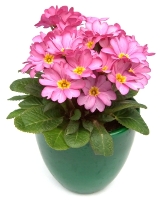 Primula genus