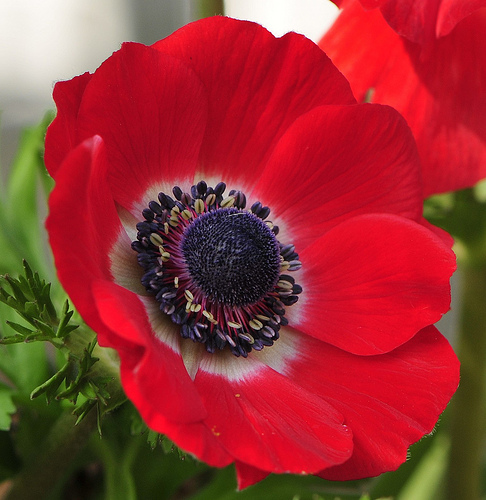 anemone-flower-6.jpg