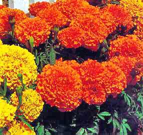 African Marigold