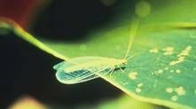 lacewing_Tam.jpg (20370 bytes)