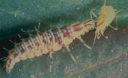 lacewing-aphids.jpg (27616 bytes)