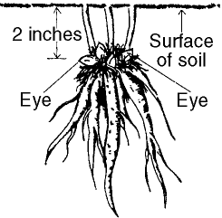 method of propagation - eye