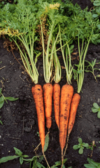 carrot plant images