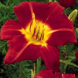 Daylily, Baja