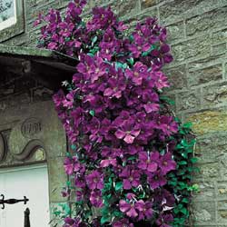 Clematis, Gypsy Queen (deep purple)