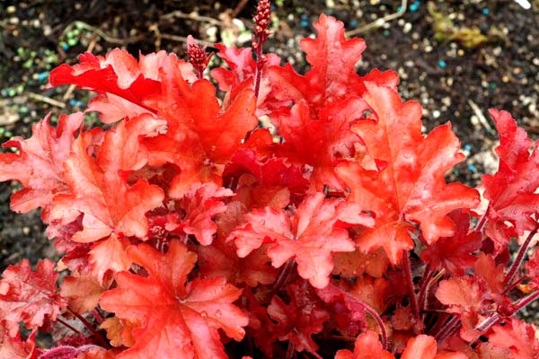 Peach Flambe Heuchera