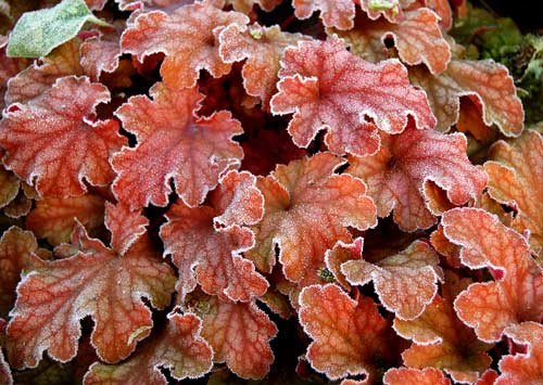 Peach Flambe Heuchera