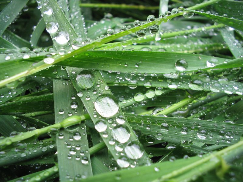 Grass With Water Drops