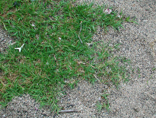 Bermudagrass