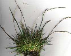 Ryegrass