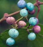 berries