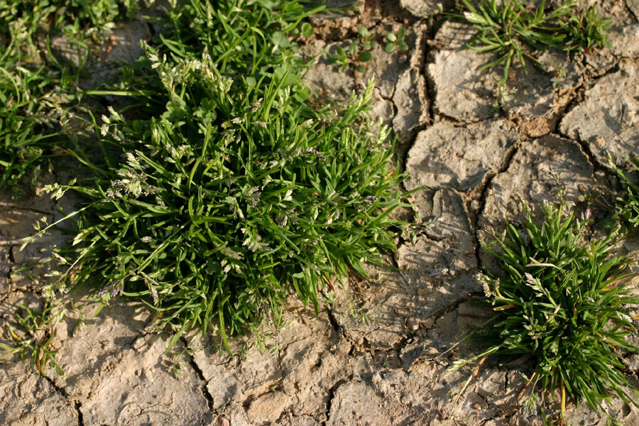 Forage Grass Poa Annua Seeds/Blue Grass Seeds/ Kentucky Bluegrass