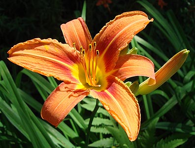 tiger lilly 5