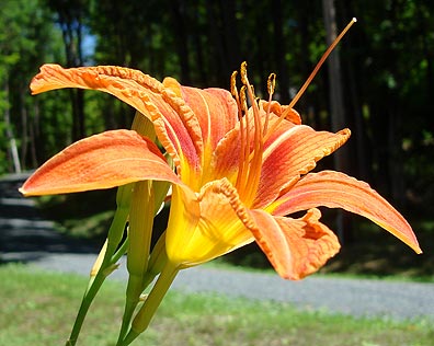 tiger lilly 6