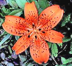 tiger lilly 3