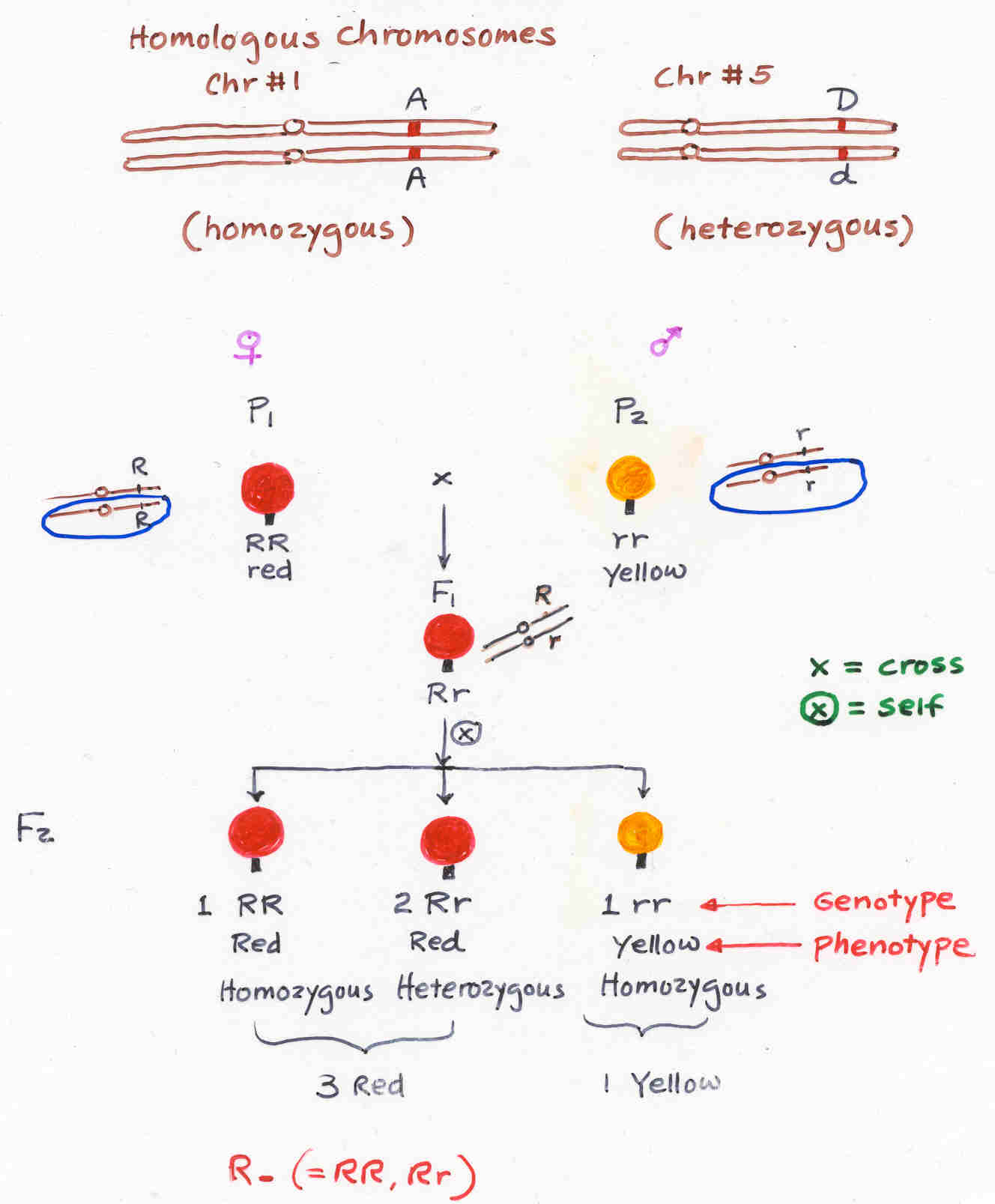 which of the following is an example of heterozygous alleles