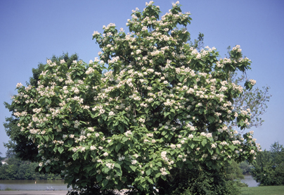 Click to enter: Catalpa Propagation