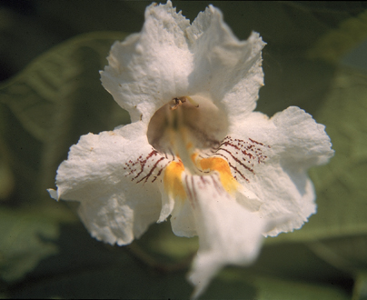 Catalpa: Flower