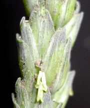 Wheat spikelet with the three anthers sticking out.