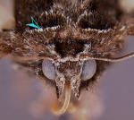 Ptagiae showing striping pattern, thorax dark.