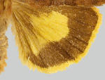 Example of yellow hindwing.