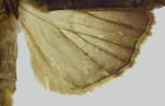 Pale dorsal hindwing of Xestia dolosa.